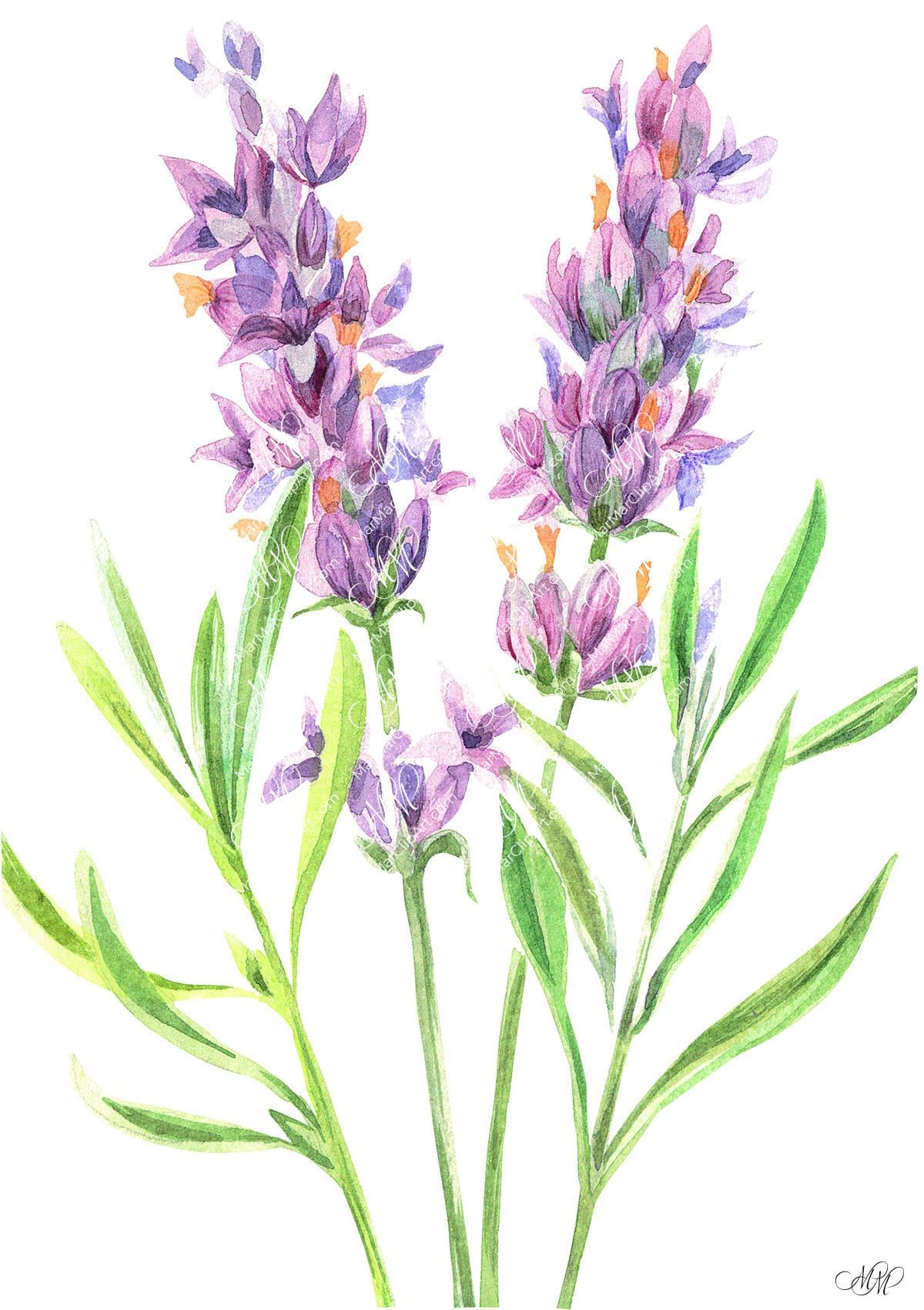 Lavender. Watercolour Botanical clipart • MarMarClipArt