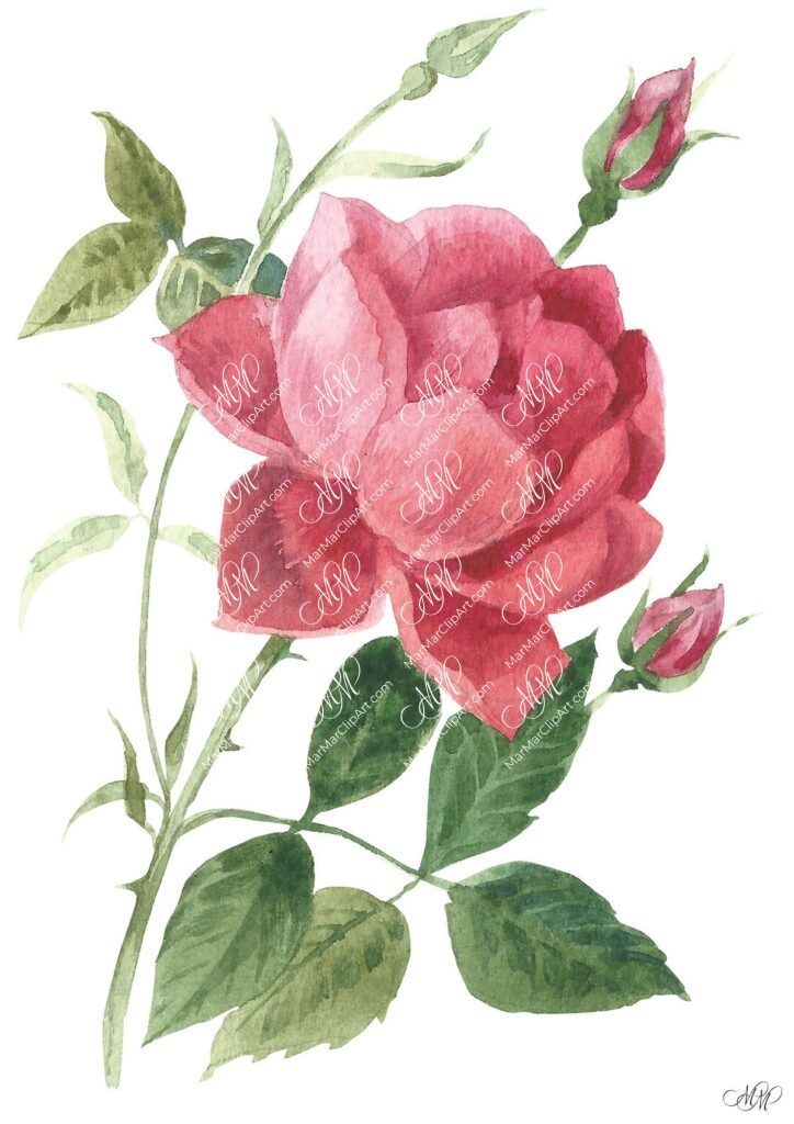 Rose. Botanical vintage style • MarMarClipArt