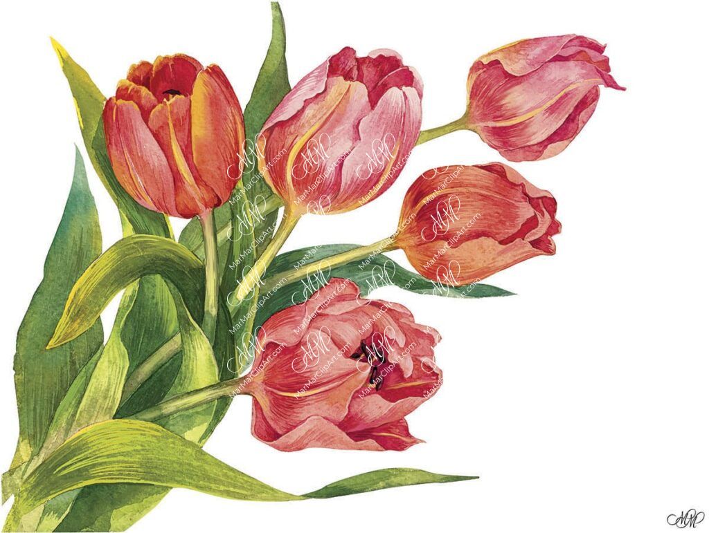 Watercolor. Bouquet of tulips • MarMarClipArt
