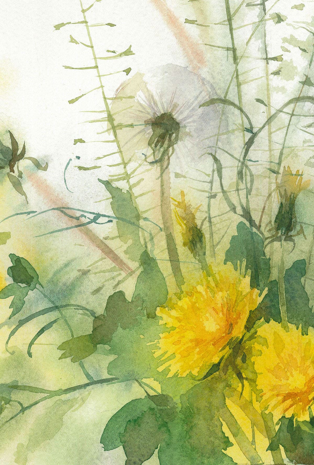 Dandelion Floral Watercolor Clipart – MasterBundles