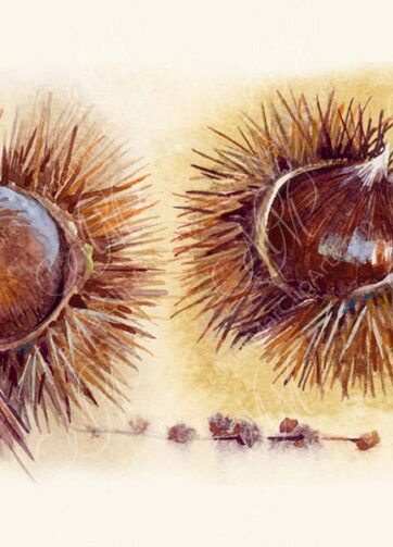 Mature Open Chestnuts. Watercolor illustration