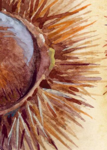 Mature Open Chestnuts. Watercolor illustration. Fragment